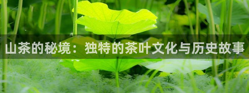 摩登7链接