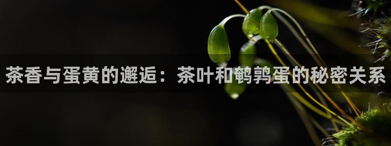 摩登7招商议333OO