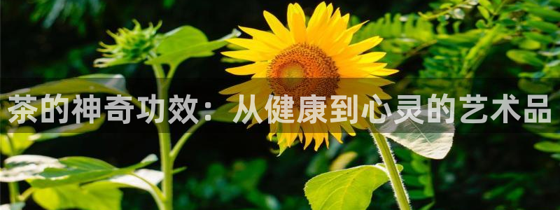 摩登7代理382223