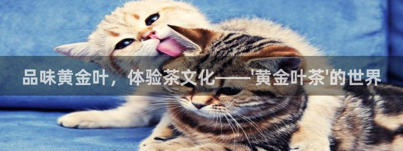 摩登4右7O667